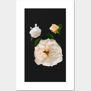 A rose by any other name would be just as sweet - white roses save the bees Posters and Art